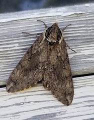 Ceratomia catalpae