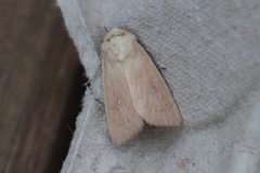 Mythimna