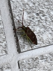 Pantilius tunicatus