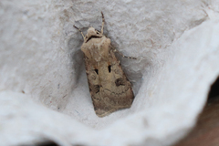 Agrotis exclamationis