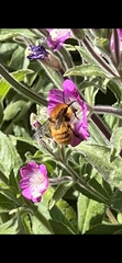 Anthophila