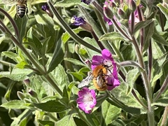 Anthophila