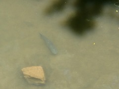 Ctenopharyngodon idella