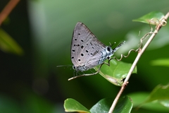 Pseudolycaena marsyas