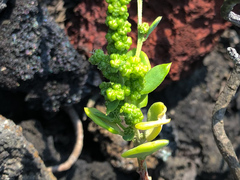 Chenopodium acuminatum