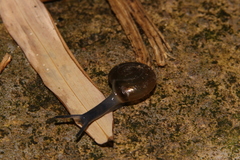 Mollusca