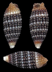 Cerithiopsidae