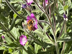 Anthophila