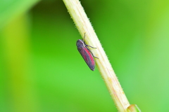 Cuerna striata
