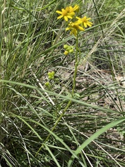 Senecio eremophilus