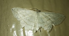 Scopula umbilicata