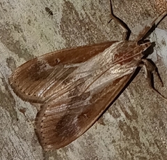 Erebidae