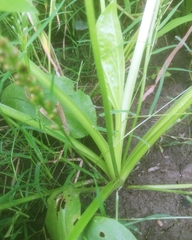 Plantago major