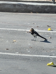 Pica nuttalli
