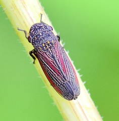 Cuerna striata