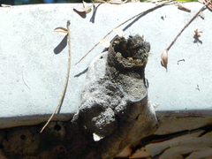 Nannotrigona testaceicornis