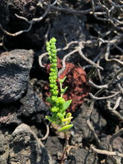 Chenopodium acuminatum