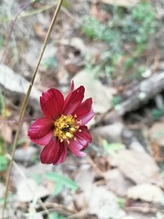 Cosmos atrosanguineus