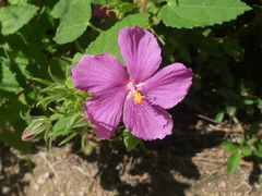 Pavonia lasiopetala