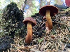 Cortinarius phoeniceus