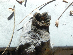 Nannotrigona testaceicornis