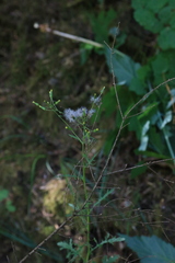 Senecio sylvaticus