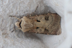 Agrotis exclamationis