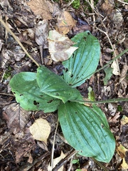 Cypripedium acaule