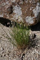 Melica stricta