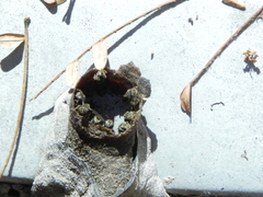 Nannotrigona testaceicornis