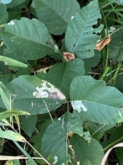 Toxicodendron rydbergii