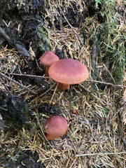 Cortinarius phoeniceus