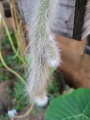 Cleistocactus colademononis