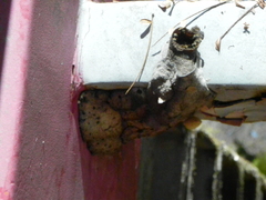 Nannotrigona testaceicornis