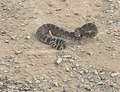 Crotalus oreganus oreganus