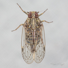 Melanoliarus aridus