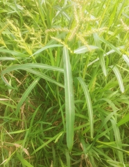 Sorghum halepense