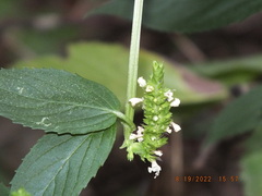 Agastache nepetoides
