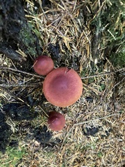 Cortinarius phoeniceus