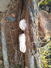 Reticularia lycoperdon