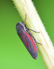 Cuerna striata