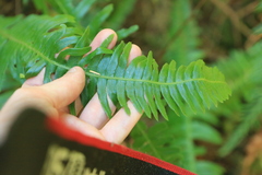 Struthiopteris spicant