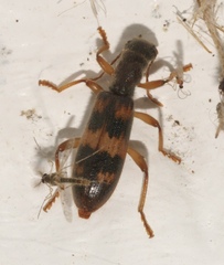 Cymatodera undulata