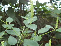 Agastache nepetoides