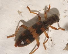 Cymatodera undulata