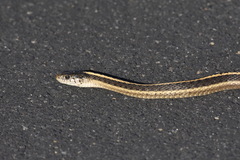 Thamnophis elegans elegans