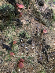 Cortinarius phoeniceus