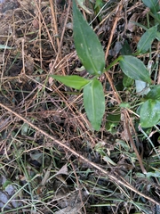 Tradescantia fluminensis