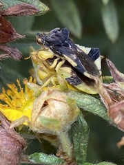 Phymata pennsylvanica