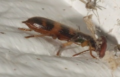 Cymatodera undulata